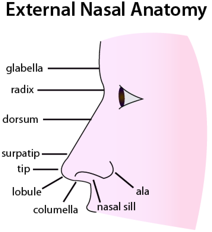 tip of nose